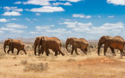 STEPPES TRAVEL – Africa conservation tours and safaris