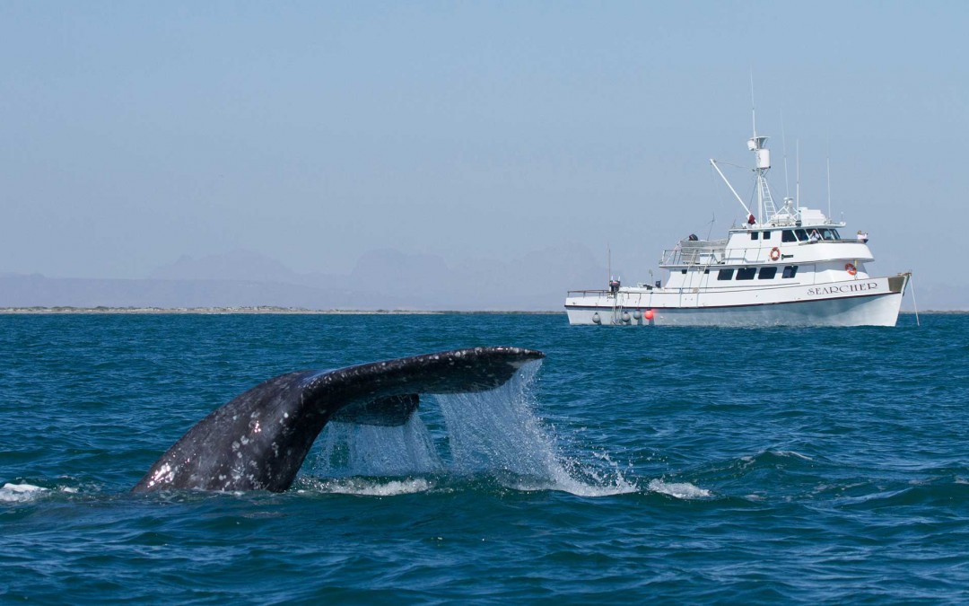 Whale Watching Tours - Searchers Natural History Tours